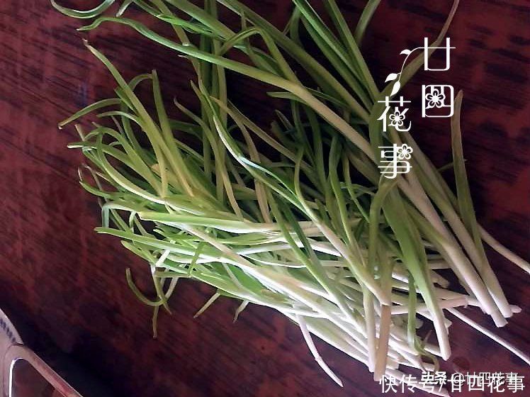 阳台种上4种菜，春节刚好上桌，自给自足，不怕菜涨价