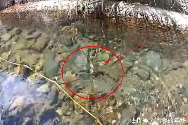 发现|男子在小溪里钓鱼,发现石缝下有动静,真实样子使男子惊喜不已