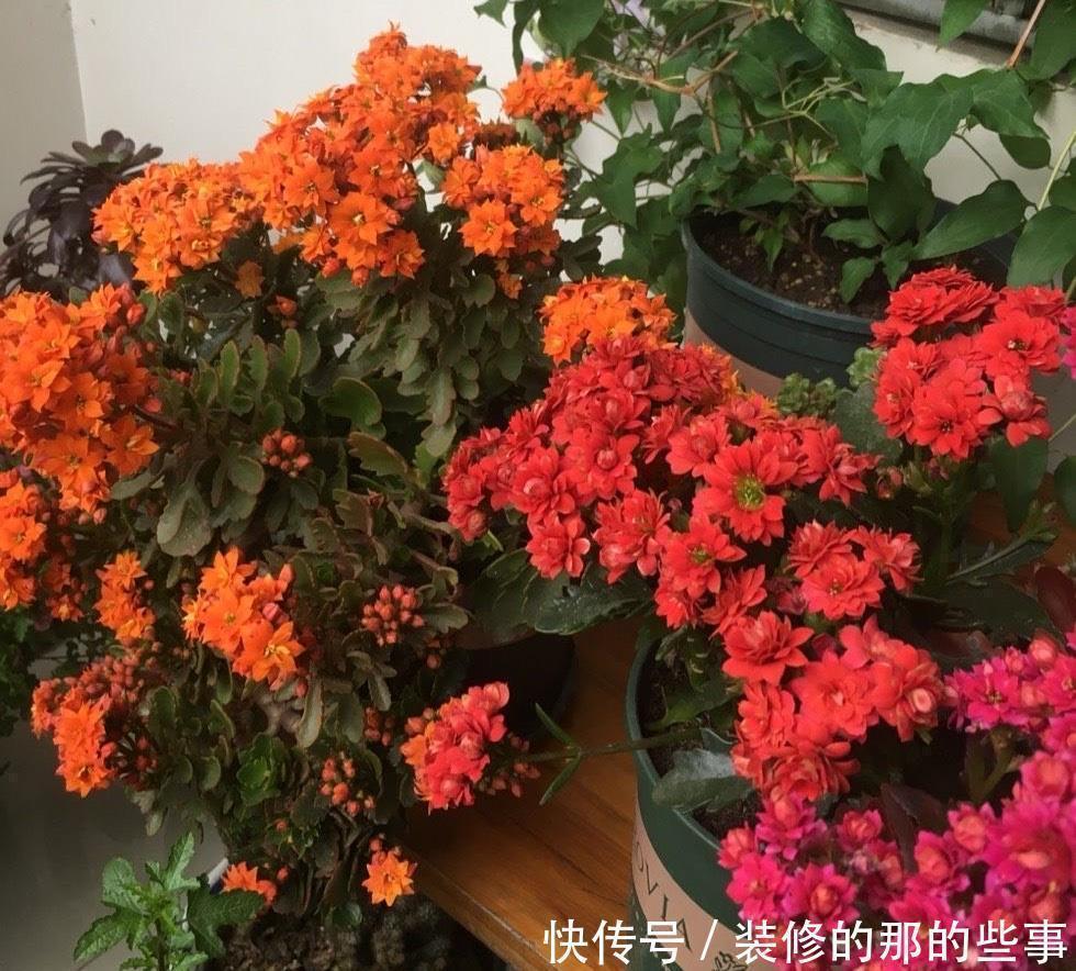 让长寿花开花，做好“两点”，叶子又绿又壮，花苞多开花快