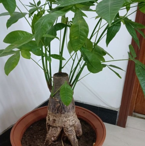 发财树黄叶萎蔫，做好这两步，不用一月就能缓过来！