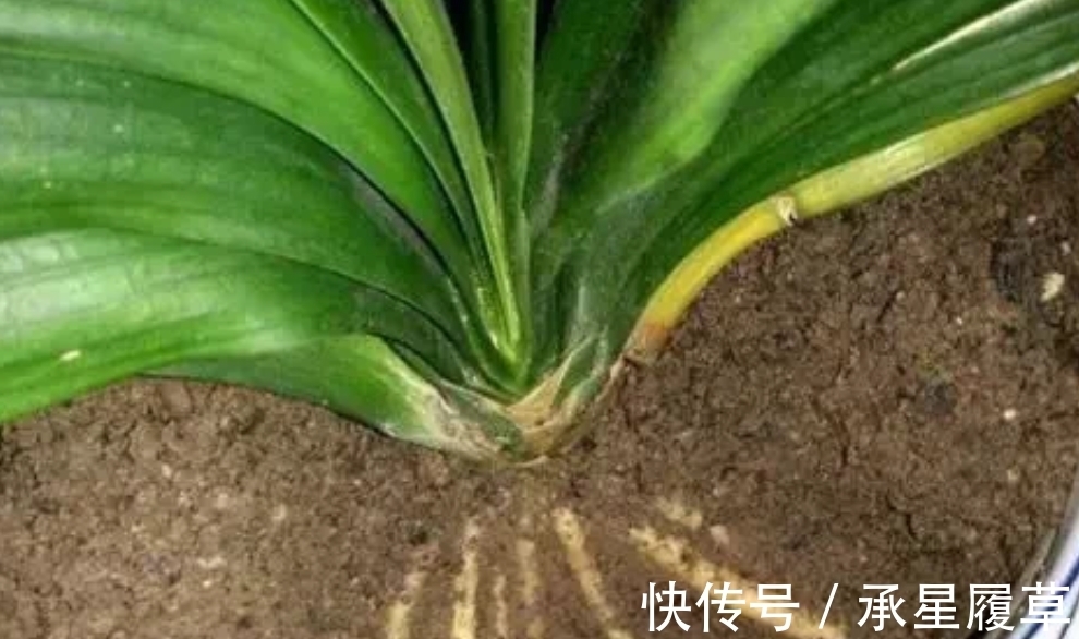 饼肥|养君子兰,盆里放一块“它”,什么肥不用施,长得油绿、花多