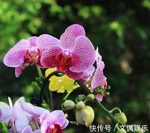 被称为“夏必死”的8种花,我却喜欢买一些,因为能“省”不少钱