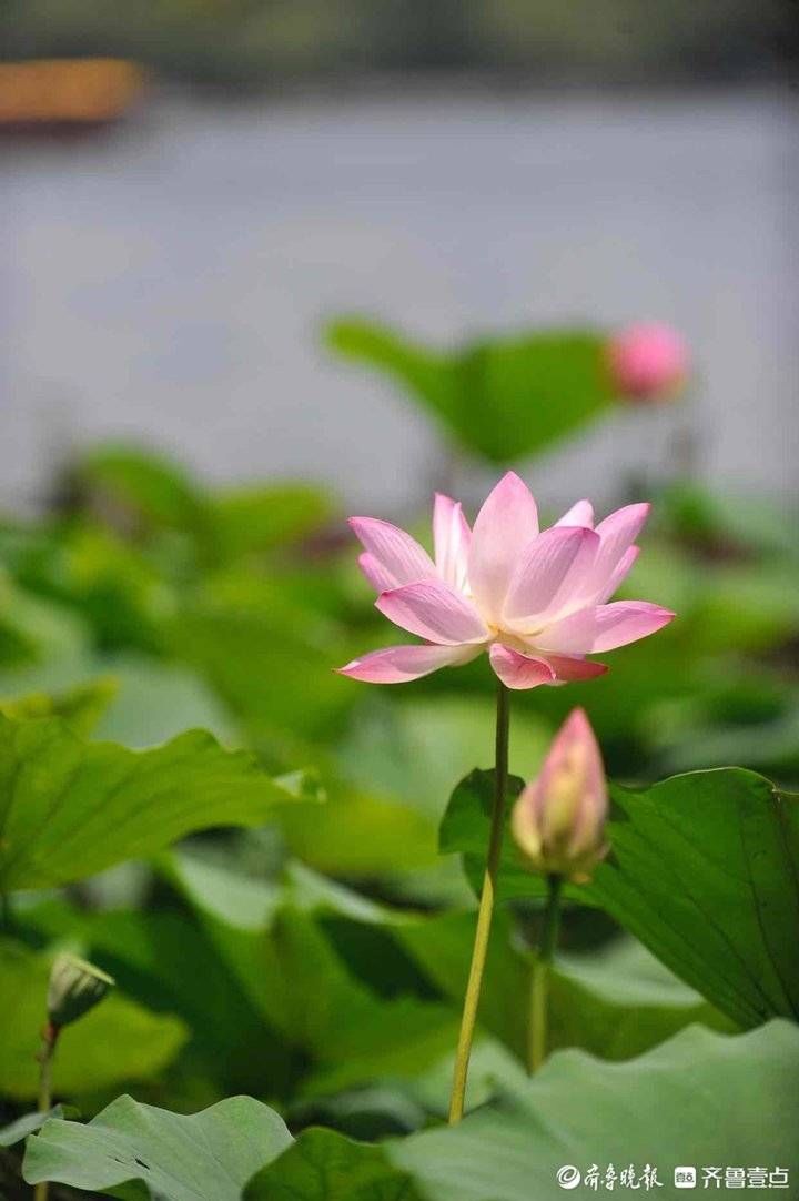 小荷初绽 夏日炎炎，小荷初绽