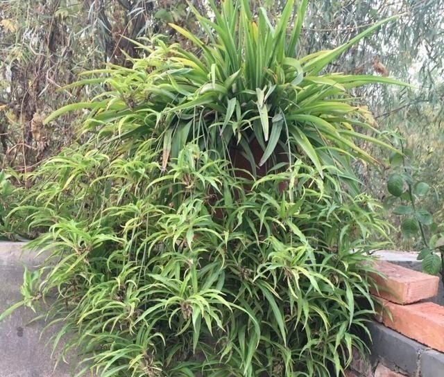 吊兰养出新花样，垂藤多如麻，如天女散花，还能养成独杆老桩子