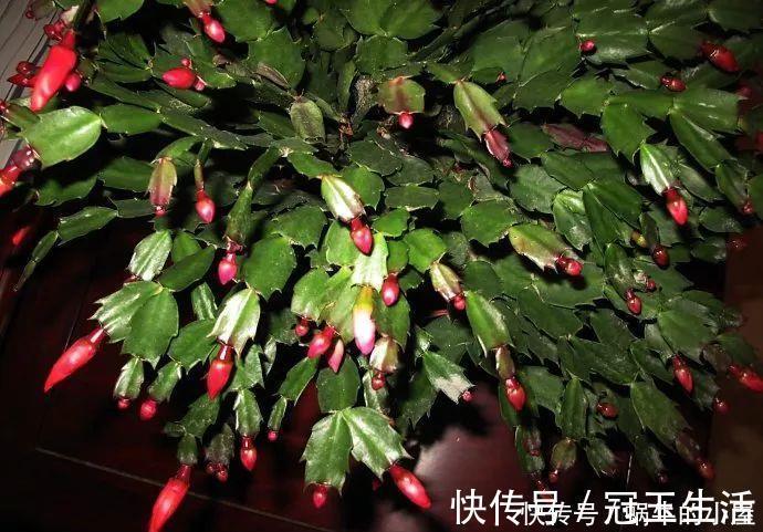 花苞|养花技巧：蟹爪兰一片叶子，蹿出10个花苞，给它喂啥好东西了