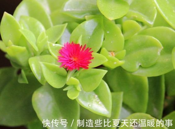 四种花不用管都爆盆 最适合懒人来养 花开爆满还好看 粉紫色