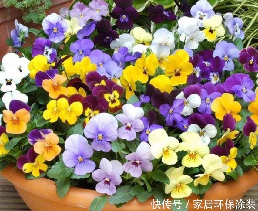 养花试试这几款,花开繁盛花香怡人,花朵粉嫩丰腴,绚丽夺目