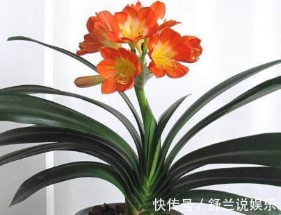 君子兰|君子兰盆里加点东西，养几十年都不会烂根，年年都能开花爆盆