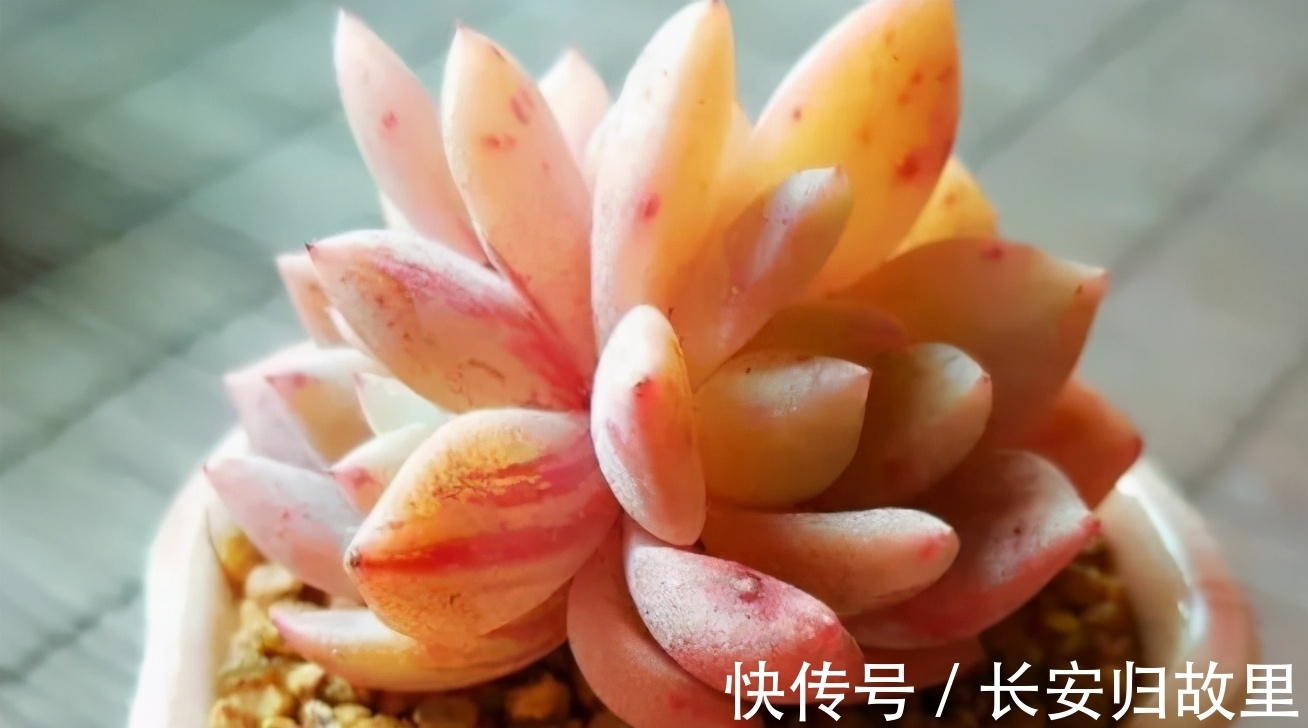 多肉,春后盆栽忌讳这2点,不注意全窜成“恨天高”,茎细叶稀