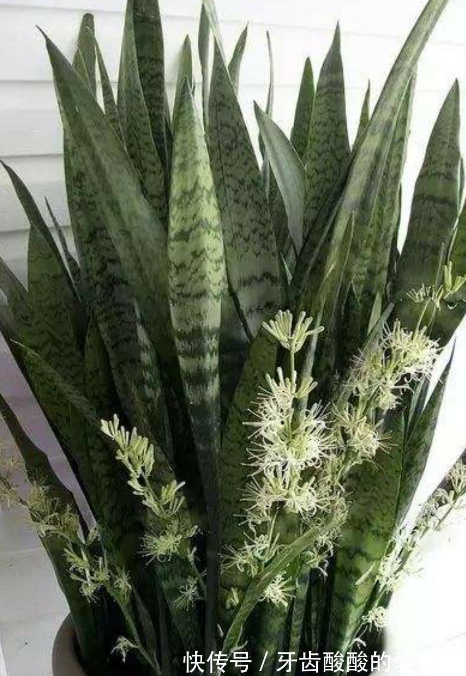 虎皮兰有三喜三怕，了解它的喜好，叶片肥厚根系壮，爆芽多多