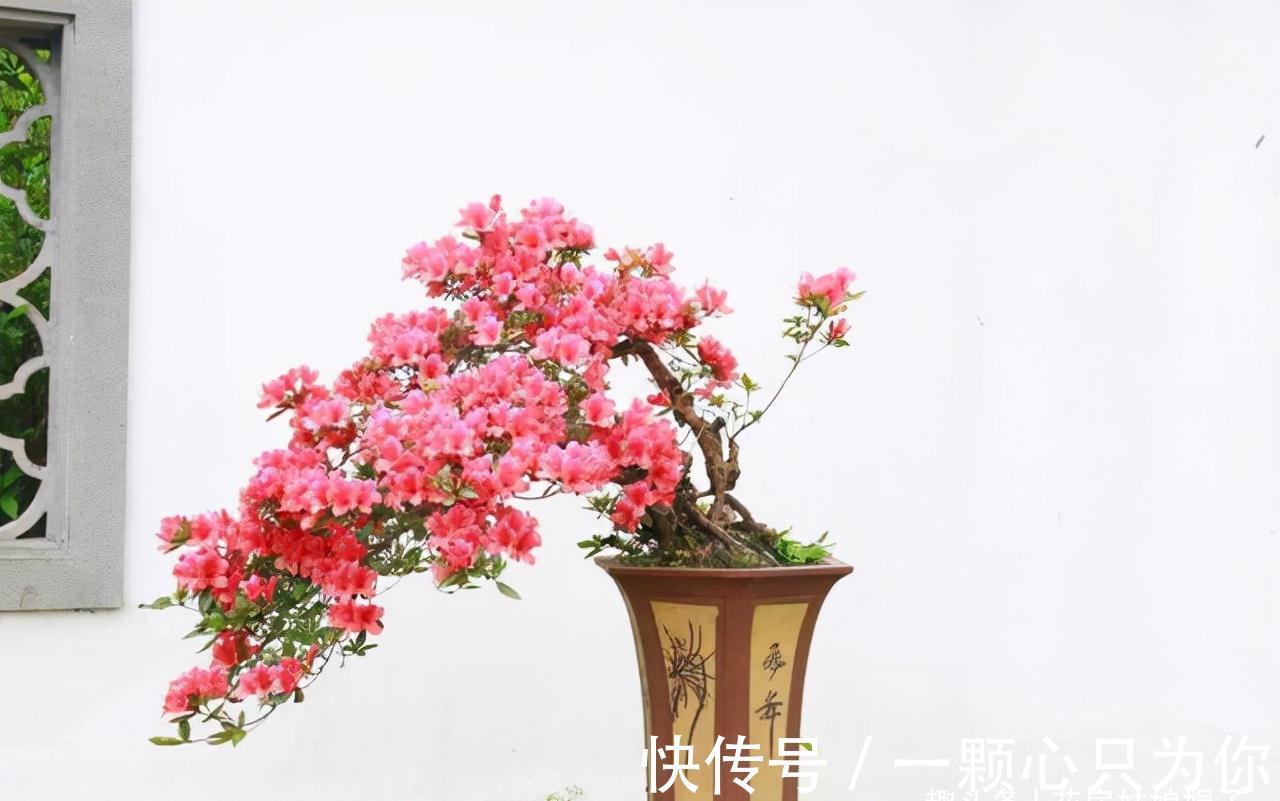 宝莲灯|8种价格昂贵的花卉,一盆好几百,有钱了一定要买一盆来养