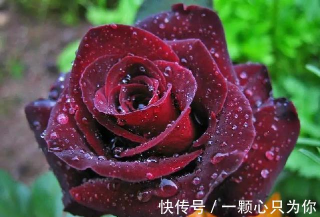 黑玫瑰介绍及花语,玫瑰系列之黑玫瑰,送给独一无二的ta