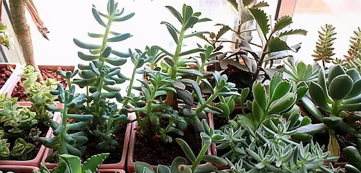 多肉植物|阳台养不好多肉，多半是浇水不当，教你正确浇水，个个长成胖娃娃