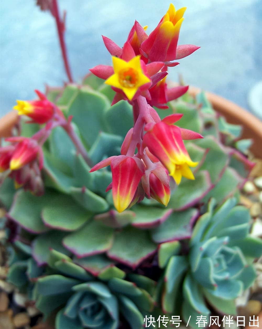 植株|多肉开花怎么办,花开完了怎么处理