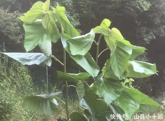 ?|教给你怎样分清这两种植物!你们小时候有没有认错过?