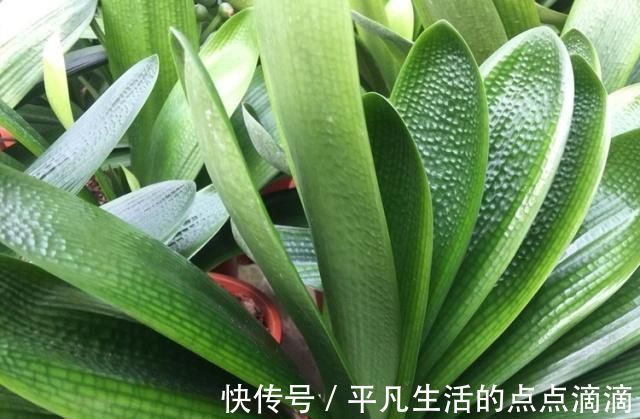 君子兰|这种“大补肥”,君子兰最爱吃了,半个月用1次,新芽抽不停