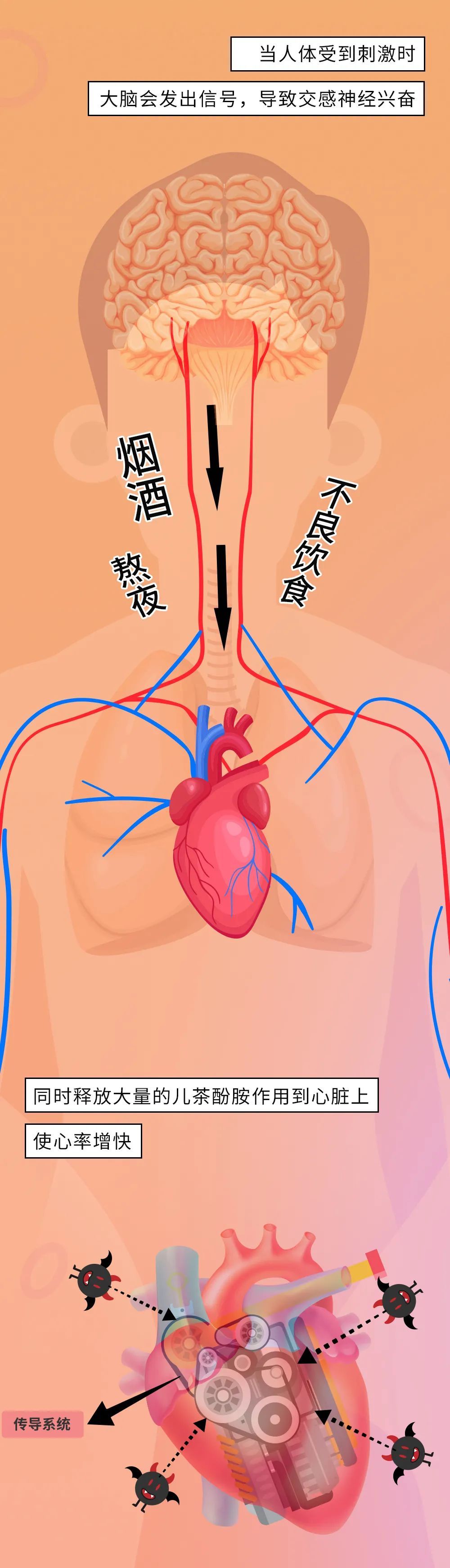 心率|全国心梗救治日丨心跳越快寿命越短？心率的重要性你一定要知道