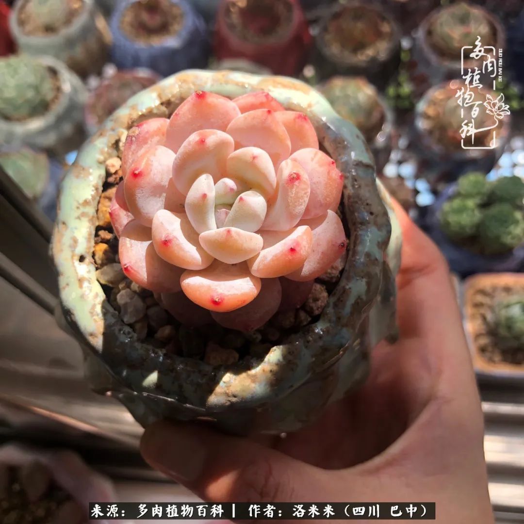 时间是多肉最好的滤镜！附个人养护经验！