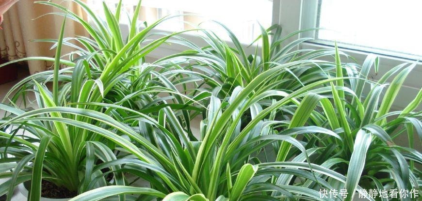 吊兰|吊兰的最爱,没事喝喝“它”,个头蹿蹿,藤蔓到处爬!