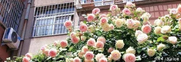 漂亮的花朵|养这6种花,家里全年都是“小花园”,花朵一茬又一茬的开!