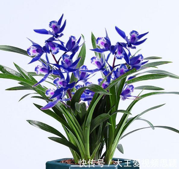 花友们|这种“蓝色”兰花,你见过吗建议大家阳台有空地,一定要养盆