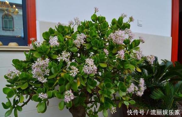 家里盆栽植物的要注意此4种进屋,既对健康不利又影响运气