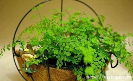 卧室|养花要会挑选，3种花养人，卧室养1盆，不失眠、睡得香