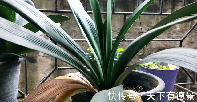 根系|君子兰出现烂根,不要太着急,3种情况分别处理,根系重新长出来