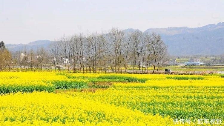 藏不住了！清溪油菜花盛放成海，错过再等一年