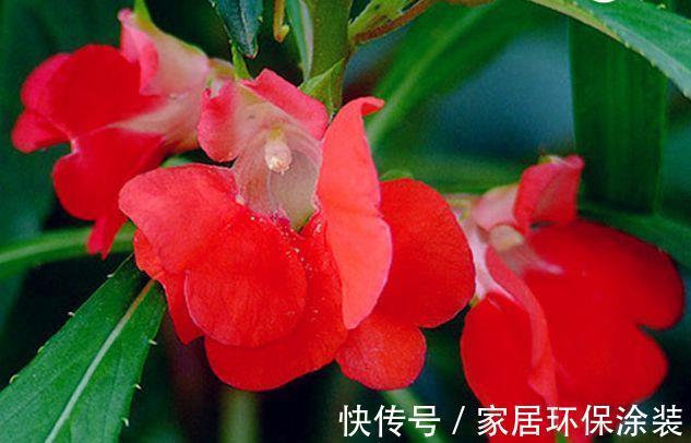 花色|农历7月10日开始,养花养个耐看的,花色繁多,花型奇特美丽