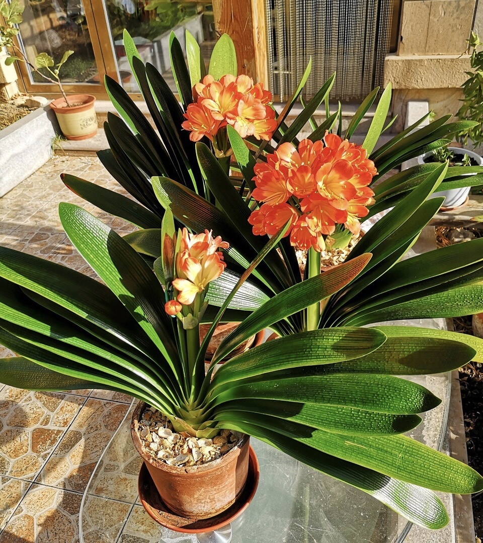 君子兰是个“肥罐子”,30天喂上10粒“肥”,新叶蹭蹭冒!