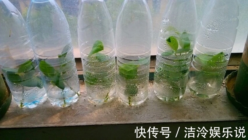 多肉|矿泉水瓶有“大作用”，10个“用法”最经典，可以种豆芽、养花