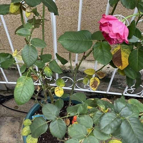 养花必备的杀菌剂，到底怎么用？多菌灵只是“初级”，黄叶不管用