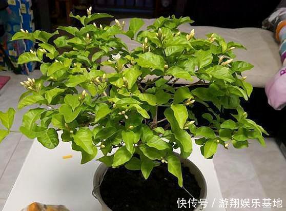 枝条|想让茉莉开花多,“3步”不能少,四季开花不间断,香味十足