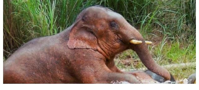 開幕式|COP15大會開幕式播映短片《“象”往云南》