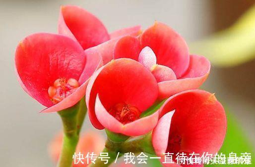 秋海棠|4种花养了就爆盆，好养易活开花漂亮，一养就上瘾