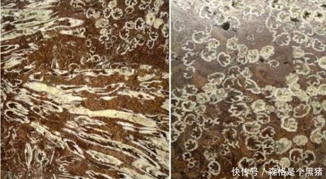 最有价值的地铁站, 行人踩着八千万年前的化石地板, 却不自知