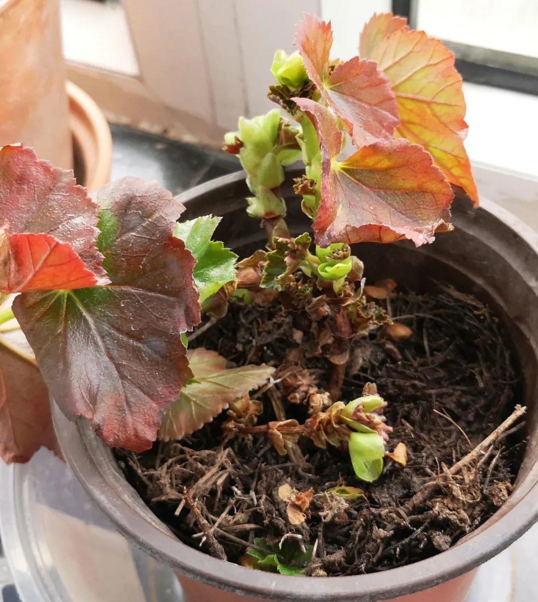 花苞|公认难养的花，养一盆死一盆，从来没有养活过！