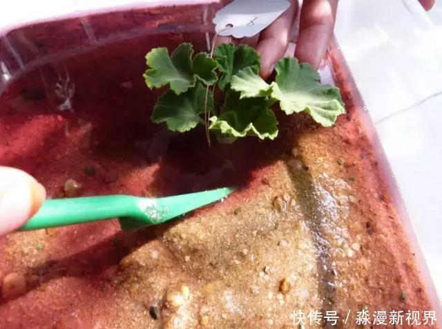 矿泉水瓶|扦插加个小药片,成活率翻番,新手也能做得好!