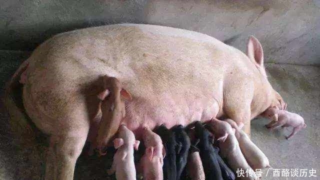 古人|俗语“男怕柿子女怕梨,母猪最怕西瓜皮”古人的智慧看完很受益!