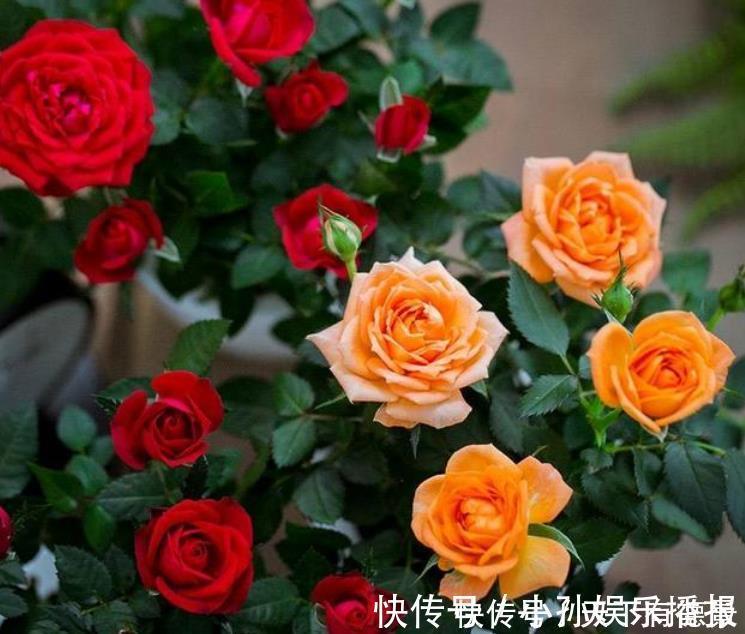 玫瑰花|3种花很适合阳台养，花香四溢，一开就是300多天，好养又漂亮！