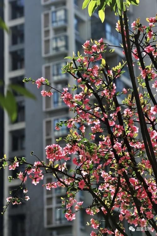 彭州：第一波春花开了！