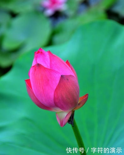 桃花运|进入8月底，4属相桃花朵朵，得意洋洋，生活越来越幸福