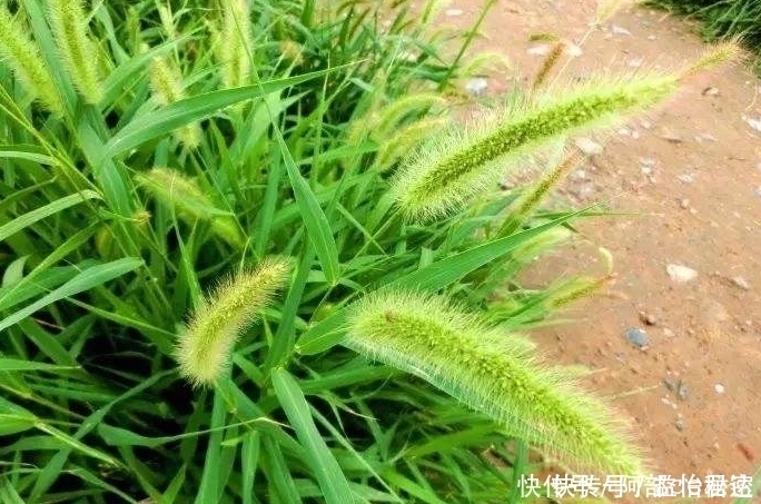 十个人九个腰痛,用此野草泡水喝,宣肺止咳,明目,早喝早好