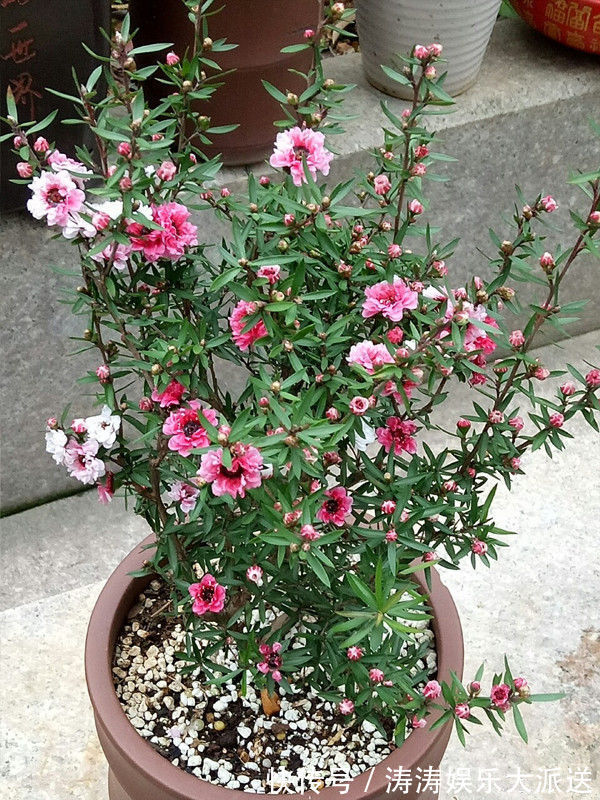 妖娆|“珍品玫瑰”紫玉玫瑰,花开妖娆,赏心悦目,你值得拥有