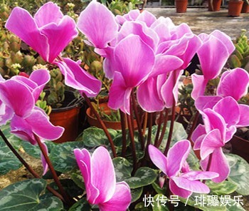 此花象征着喜迎宾客,鲜艳的外表下,隐藏着一颗内向的心