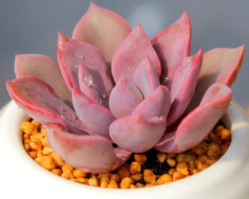 多肉黛比怎么养教你3个盆栽的小妙招,养出梦幻般色彩的黛比