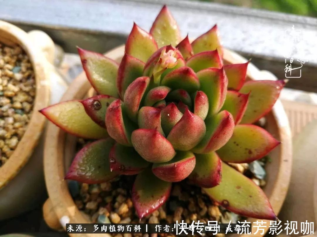 多肉|人生有时候就像多肉,不是不出彩,只是经历的时光还不够!