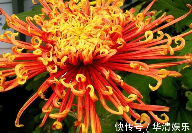 此菊,花开似“凤凰起舞”,属“十大名菊”,绚丽多姿,开花爆盆