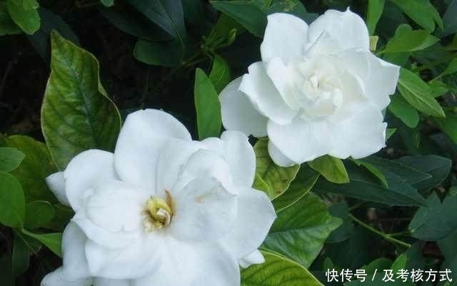 老黄叶|栀子花老黄叶、不开花?让你的花年年爆盆,花开百朵!